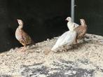 1 - 1 Rode patrijzen (roodpoot patrijs) zilver - wildkleur, Meerdere dieren, Tropenvogel, Geringd