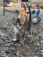 Kittens, Dieren en Toebehoren, Katten en Kittens | Overige Katten, Meerdere dieren