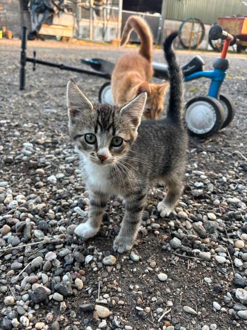 Kittens, Dieren en Toebehoren, Katten en Kittens | Overige Katten, Meerdere dieren