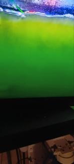 Vers ėn geteste plankton te koop voor zeeaquarium, Vis