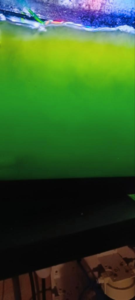 Vers geteste plankton te koop voor zeeaquarium, Dieren en Toebehoren, Vissen | Aquariumvissen, Overige typen