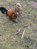 Broedeieren sabelpoot, Dieren en Toebehoren, Pluimvee, Geslacht onbekend, Kip