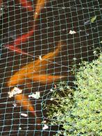 Koi karpers, Dieren en Toebehoren, Vissen | Vijvervissen, Karper of Koi