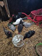 Mooie jonge leghennen. ook kleinere koppel mogelijk, Meerdere dieren, Kip