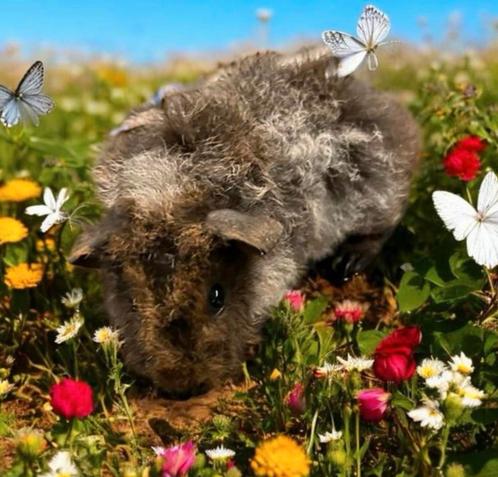 Te koop: prachtig lief  agouti cavia beertje, Dieren en Toebehoren, Knaagdieren, Mannelijk, Cavia, Juli, Tam