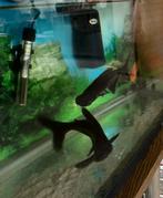 Blauwe haaitjes/pangasius 2 stuks gratis, Dieren en Toebehoren, Vissen | Aquariumvissen, Vis