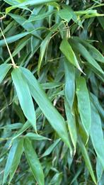 Bamboe struik 200cm - zelf uitgraven, Ophalen, Bloeit niet, Halfschaduw, Overige soorten