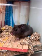 Leuke goudhamsters man, Hamster, Mannelijk, Juli, Tam