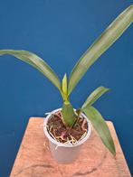 Orchidee Encyclia Spikkel p12, Huis en Inrichting, Kamerplanten, Ophalen of Verzenden, Halfschaduw, Minder dan 100 cm