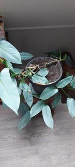 Philodendron Hastatum Silver Sword, Huis en Inrichting, Kamerplanten, Ophalen