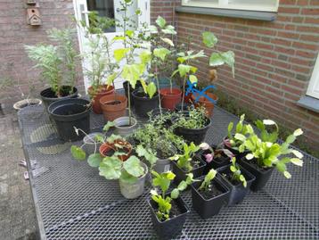 Stekjes zaailingen; alles € 1,50 per stuk beschikbaar voor biedingen