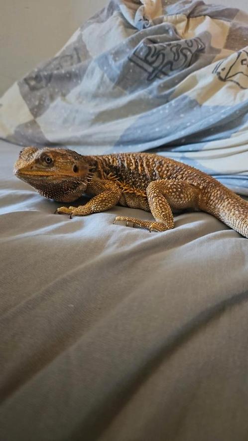 Pogona vitticeps 0.1, Dieren en Toebehoren, Reptielen en Amfibieën, Hagedis, 0 tot 2 jaar, Tam