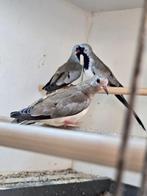 Zwartmaskerduifjes, Dieren en Toebehoren, Vogels | Duiven, Meerdere dieren, Overige soorten