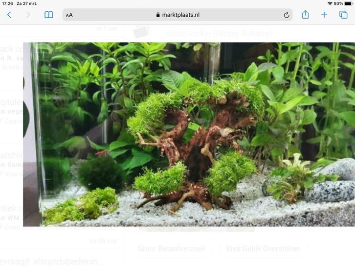 Riccia, Dieren en Toebehoren, Vissen | Aquaria en Toebehoren, Nieuw, Plant(en), Steen of Hout, Ophalen