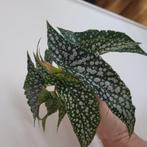 Diverse begonia, Ophalen of Verzenden, Overige soorten, Minder dan 100 cm