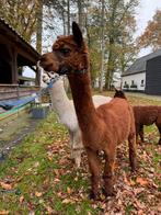 Alpaca merrie + hengst AAB geregistreerd, Dieren en Toebehoren, Overige Dieren, Juli, Meerdere dieren