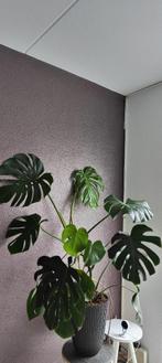 Monstera Deliciosa 120cm, Huis en Inrichting, Kamerplanten, Ophalen, 100 tot 150 cm, Overige soorten, Halfschaduw