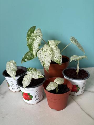 Alocasia Macrorrhiza Splash beschikbaar voor biedingen