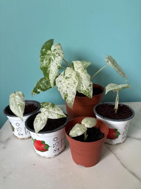 Alocasia Macrorrhiza Splash, Huis en Inrichting, Kamerplanten, Overige soorten, Minder dan 100 cm, Groene kamerplant, Halfschaduw