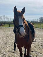 KWPN 7 jarige vos merrie, B, 7 tot 10 jaar, Merrie, Gechipt