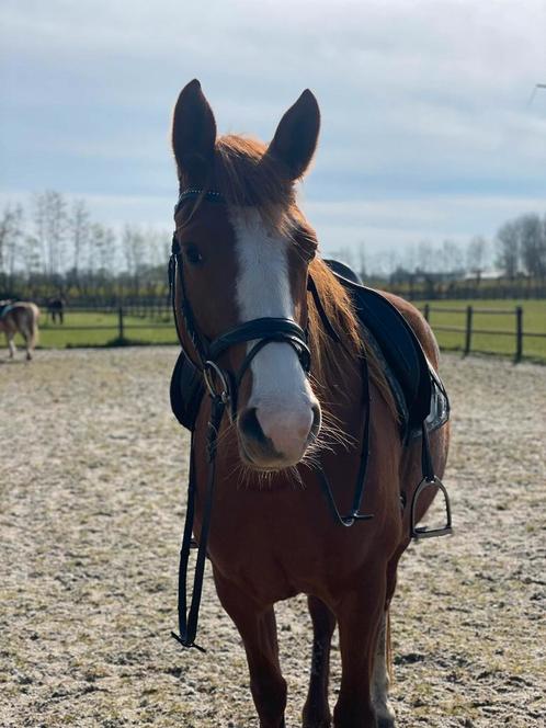 KWPN 7 jarige vos merrie, Dieren en Toebehoren, Paarden, Merrie, B, 165 tot 170 cm, 7 tot 10 jaar, Recreatiepaard, Gechipt, Ontwormd