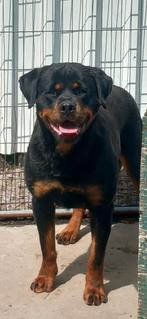 Super mooie raszuivere rottweiler pups te koop!, 8 tot 15 weken, CDV (hondenziekte), Meerdere, Meerdere dieren