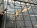 Te koop kanaries, Dieren en Toebehoren, Vogels | Kanaries, Meerdere dieren, Kleurkanarie