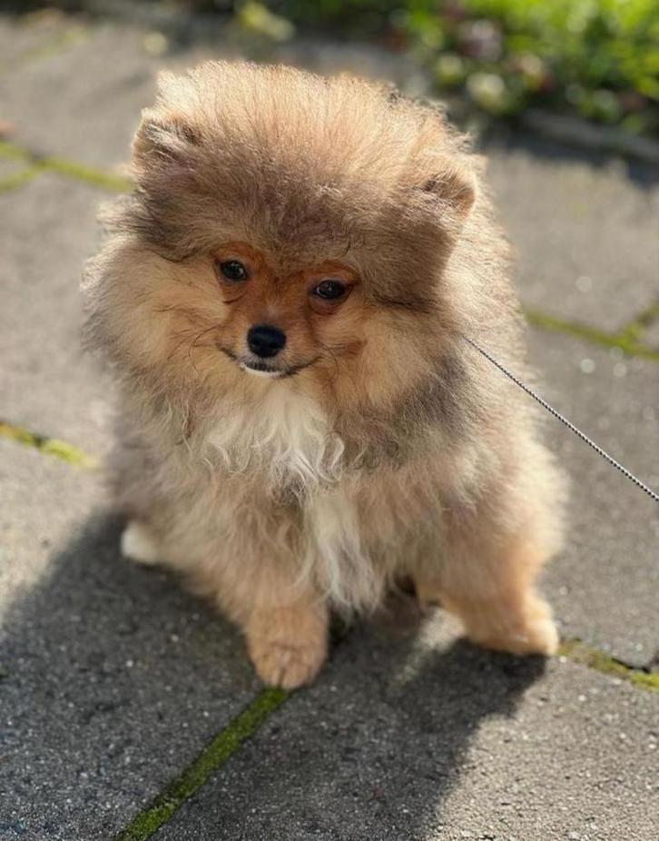 pomeriaan, Dieren en Toebehoren, Overige Dieren, Mannelijk, Juli