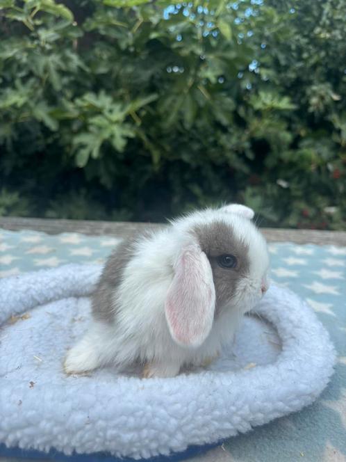 Baby dwergkonijntje man mag meteen mee, Dieren en Toebehoren, Konijnen, Dwerg, Mannelijk, 0 tot 2 jaar, Hangoor