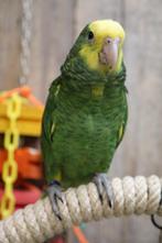 Amazone | Dubbelgeelkop | Getest | Tam | Baby, Meerdere dieren, Papegaai, Pratend