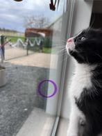 Kittens te koop!, Dieren en Toebehoren, Katten en Kittens | Overige Katten, Meerdere dieren