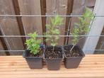 Cola cola kruid (bio), Ophalen, Volle zon, Groenteplanten, Eenjarig