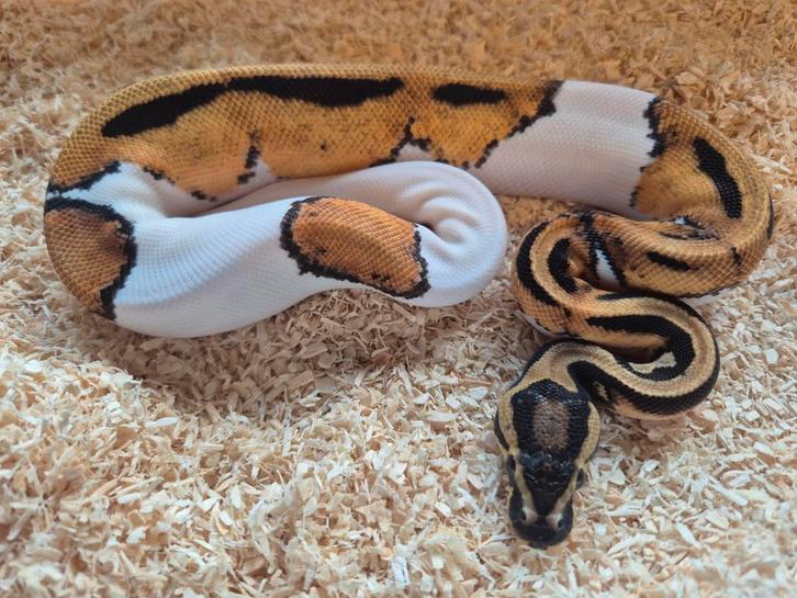 Python regius 0.1 super orange dream piebald