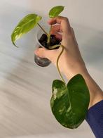 Philodendron burle marx reverted variegata, Huis en Inrichting, Kamerplanten, Ophalen of Verzenden, Halfschaduw, Minder dan 100 cm