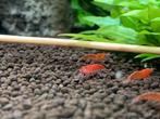 Red Sakura garnalen actie !!! 10 stuks T.N.B, Kreeft, Krab of Garnaal, Zoetwatervis, Schoolvis