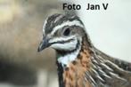 Diverse kwartels voor vriendenprijs, Meerdere dieren, Overige soorten