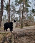 Border collie dekreu langhaar raszuiver •Ter dekking•, Dieren en Toebehoren, Particulier, Rabiës (hondsdolheid), 6 jaar of ouder