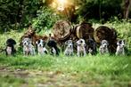 Duitse dog pup met stamboom, Dieren en Toebehoren, Honden | Bulldogs, Pinschers en Molossers, Nederland, Overige rassen, CDV (hondenziekte)