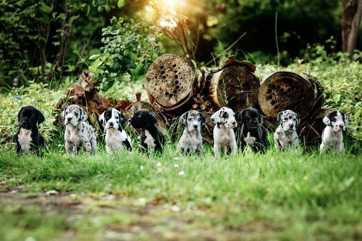 Duitse dog pup met stamboom, Dieren en Toebehoren, Honden | Bulldogs, Pinschers en Molossers, Meerdere dieren, Overige rassen