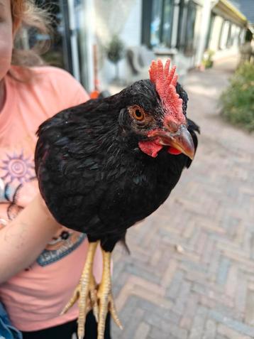 Barnevelder kriel dubbel goud gezoomd Haan beschikbaar voor biedingen