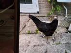 SPOED Tamme kip, kruising Ayam Cemani, 1 jaar, Dieren en Toebehoren, Pluimvee, Vrouwelijk, Kip