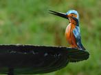 Handgemaakte Voederschaal met 2 vogels - Tuinsteker - Metaal, Tuin en Terras, Vogelhuisjes en Vogelbaden, Ophalen of Verzenden