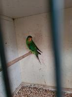 Swift pop, Vrouwelijk, Parkiet, Geringd