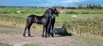 Fries hengst veulen., Dieren en Toebehoren, Paarden, Hengst, Dressuurpaard, 0 tot 2 jaar