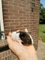 2 beertjes 2 zeugjes Mogen 16 juli weg Glad, borstel cavia, Dieren en Toebehoren, Knaagdieren, Meerdere dieren, Cavia, Na 1 juli 2024