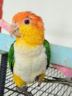 Mannelijke Caique, Dieren en Toebehoren, Vermiste en Gevonden Dieren, Vogel