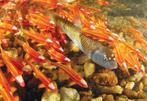 Notropis, geelvin winde, elrits, vissen, vijver, goudvissen, Dieren en Toebehoren, Vissen | Vijvervissen, Overige soorten