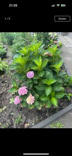 Hortensia, Overige soorten, Vaste plant, Ophalen of Verzenden, Halfschaduw