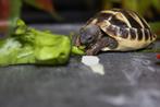 Testudo hermanni boettgeri, Griekse landschildpadjes, Dieren en Toebehoren, Reptielen en Amfibieën, Schildpad, Tam, 0 tot 2 jaar
