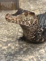 Paleosuchus palpebrosus 2.0, Overige soorten, Tam, 3 tot 6 jaar